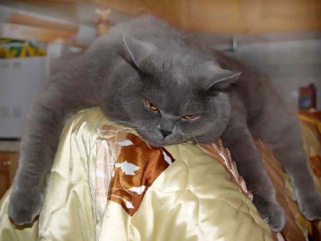 Котовторник на середину июня