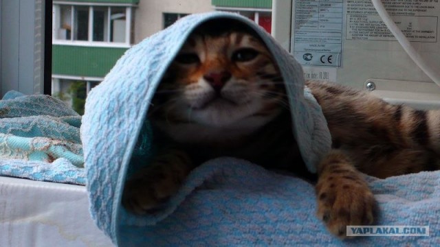 Сонный Котовторник