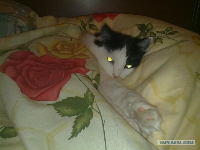 Котовторник в "КотоГетто"