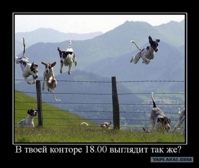 Типичный офис в собачьих мордах