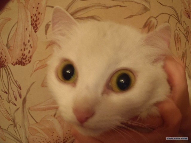 Котовторник!