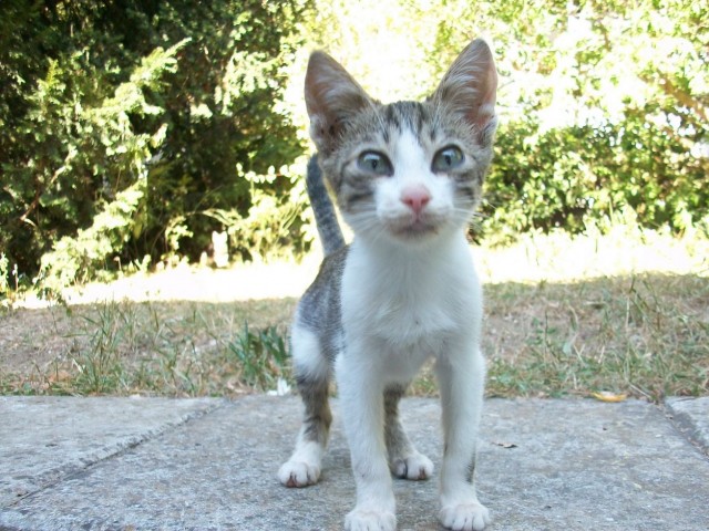 Котовторник 06.12.2011