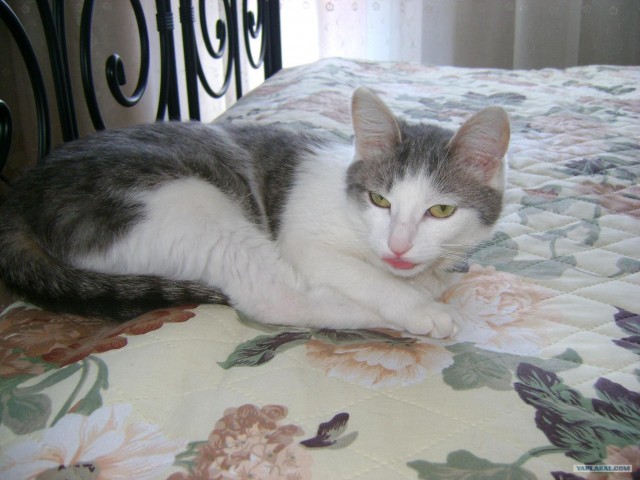 Котовторник 20.12.2011