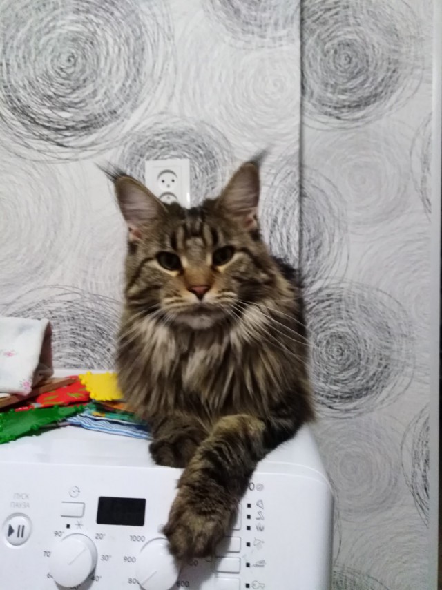 Немного милоты