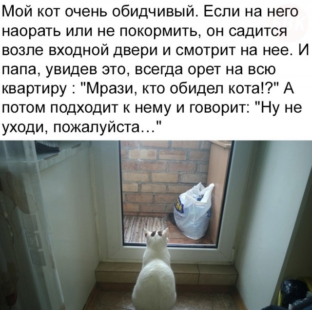 Прикольные комментарии и высказывания из Сети 12.12.2018