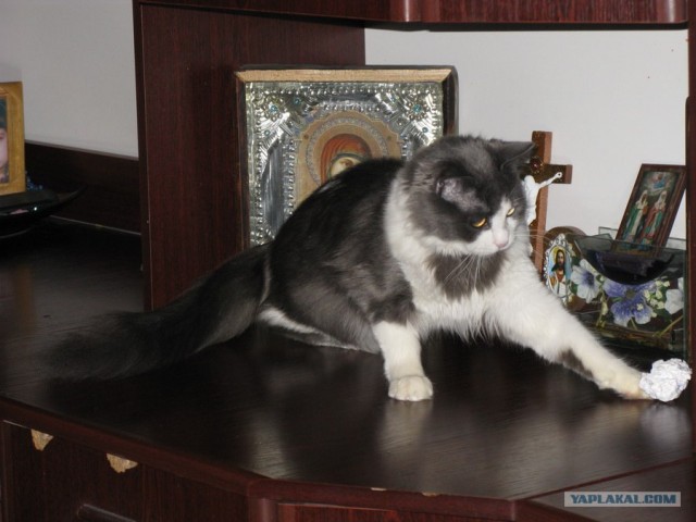 Котовторник (28.02.2012)