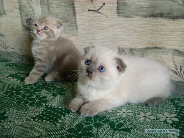 Котовторник 27.03.2012