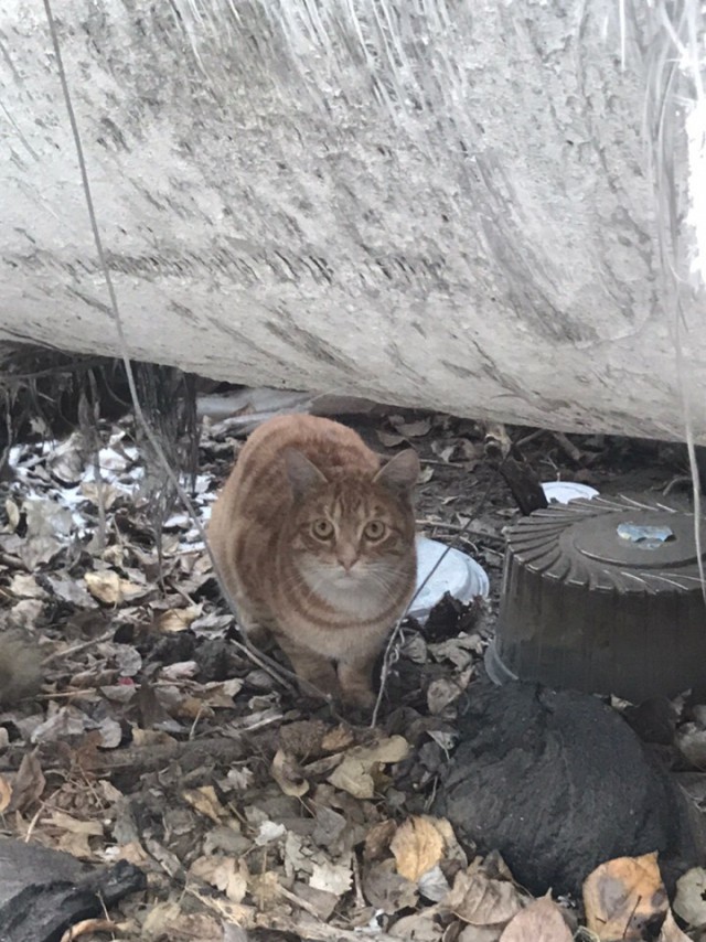 Прикольных котов пост