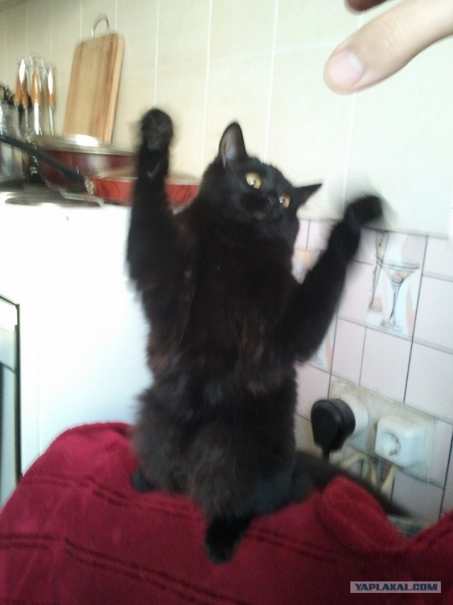 Котовторник (15.05.2012)