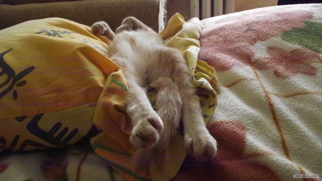Котовторник 29.05.2012