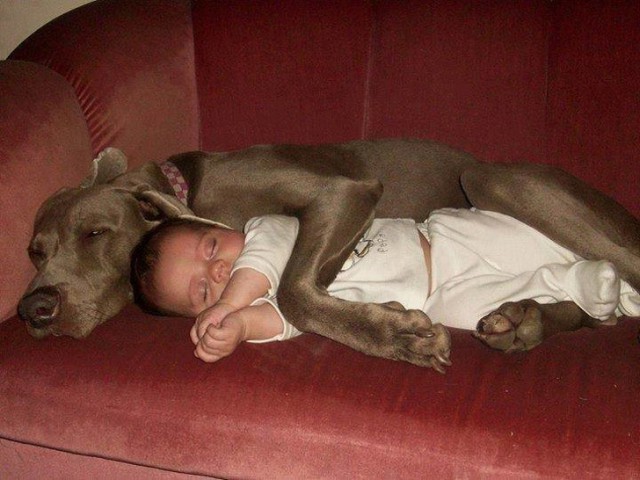 40 подтверждений, что домашние животные и дети — лучшие друзья