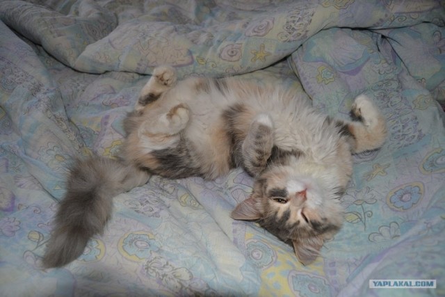 Котовторник   5.06.2012