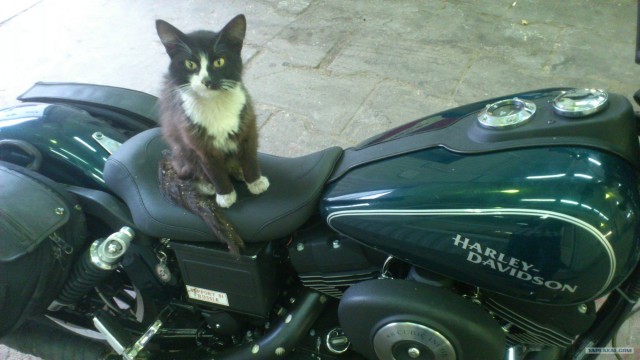 Котовторник  17.07.2012