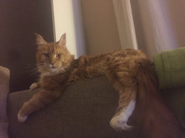 Трехцветное счастье