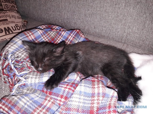 Раздаем котят в добрые руки.