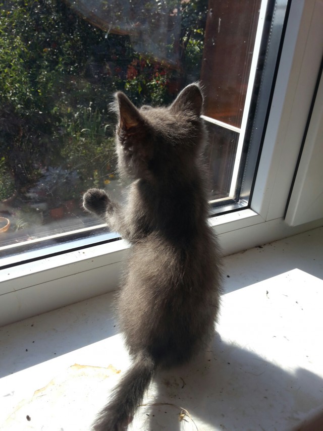 Котовторник однако