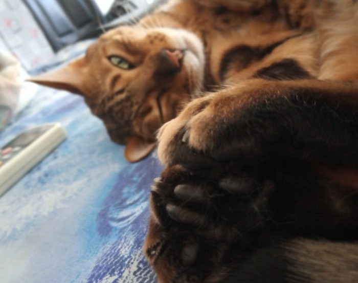 Девять причин, почему вам срочно надо завести кота