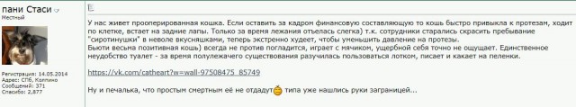 Помогите вернуть кота! Приют "Преданное сердце" украл кота и не отдает!-2