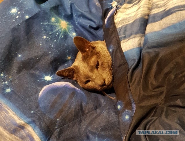 Котовторник *новогодний* 31/12/2019