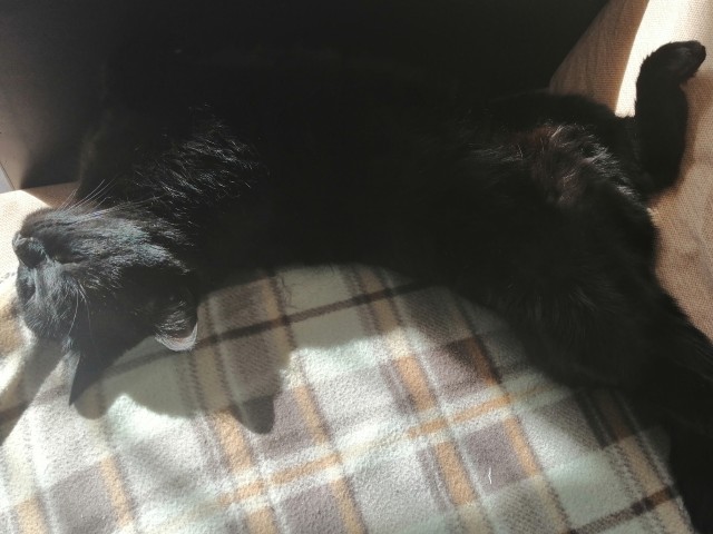 Давайте по котикам, которые с нами на самоизоляции