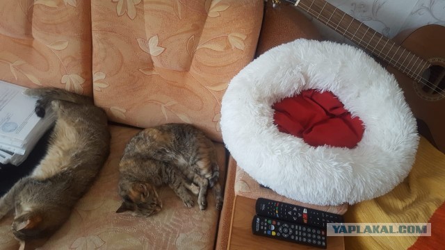 В тридцатиградусный мороз на улице сидела испуганная кошка. Или как обрести члена семьи в новом году
