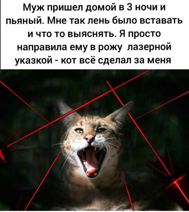 Картинки с надписями и котами