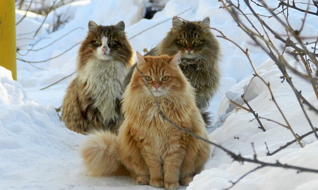 Котовторник!