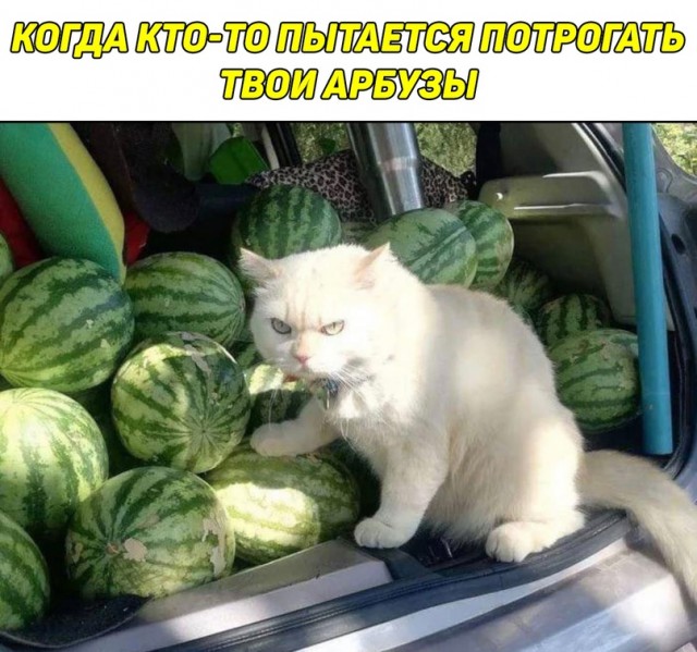 Весёлый полтишок 1.06.