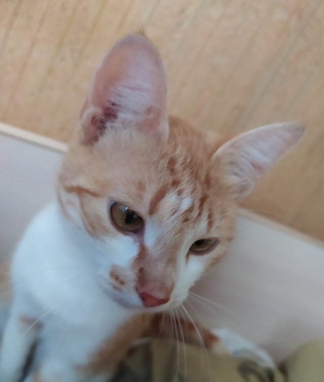 Котовторник. Поговорим о кличках, друзья