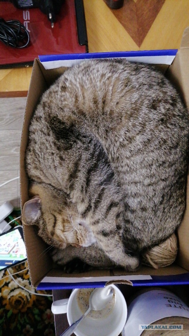 Котовторник. Поговорим о кличках, друзья