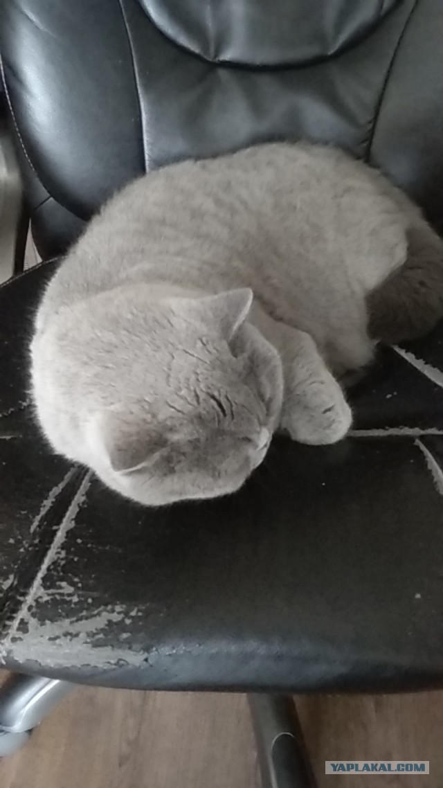 Cat Bеd