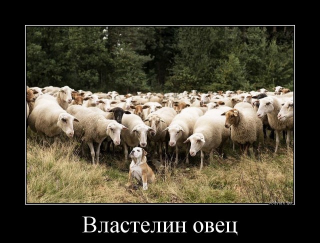 ₽7,5 млрд и 266 машин: самые богатые кандидаты в депутаты