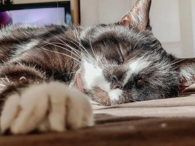 Разные котики