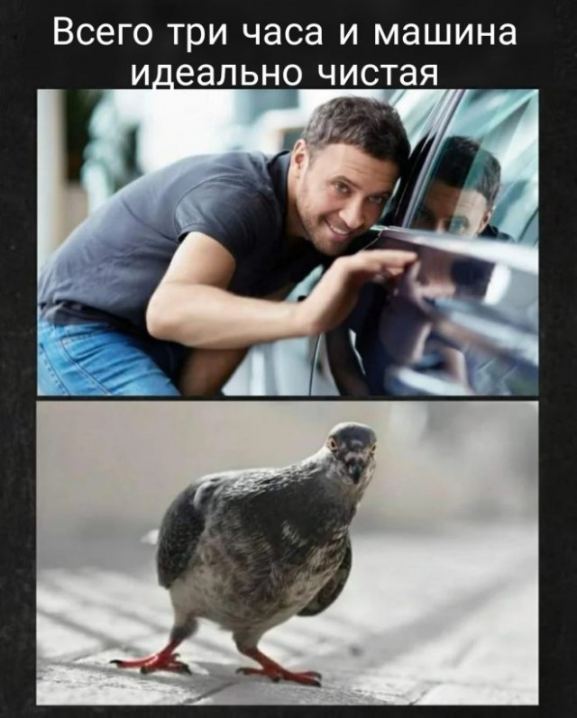 Весёлый полтишок 04.10
