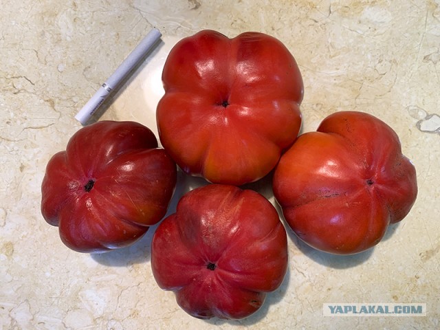 Кулинарная общалка