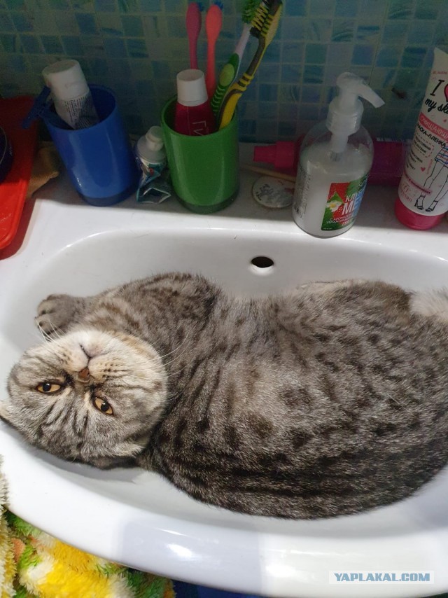 Котовторнику быть