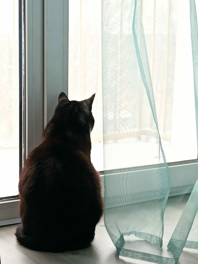 Котовторник 21.12.21