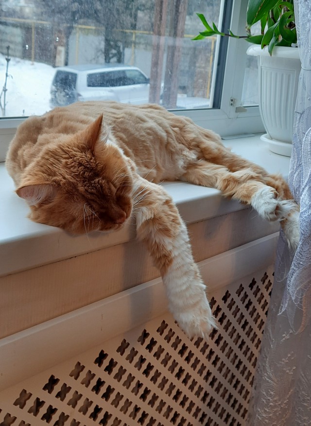 Много рыбОв и кОтов, коллеги!
