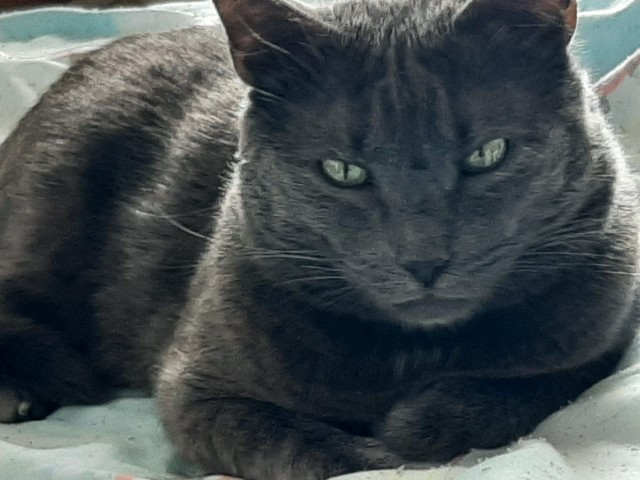 Котовторник