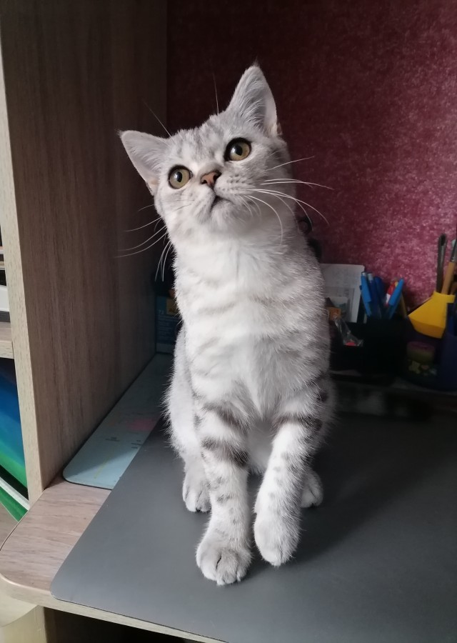 На котовторник