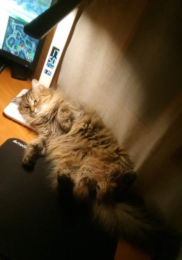 Котолампа. Кот и лампа - новый вариант старого мема