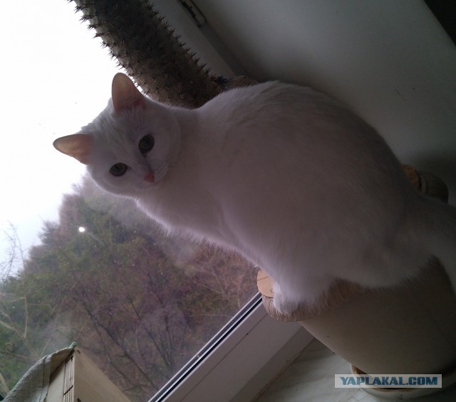 Котовторник 18.10.22