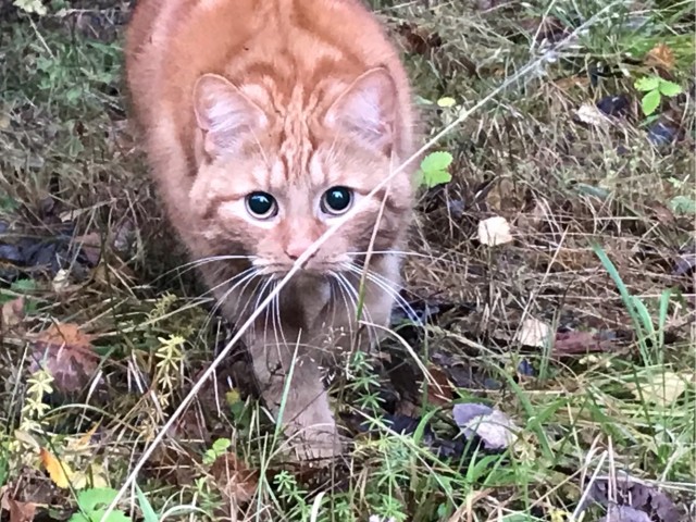 Альфа-хищник в естественной среде