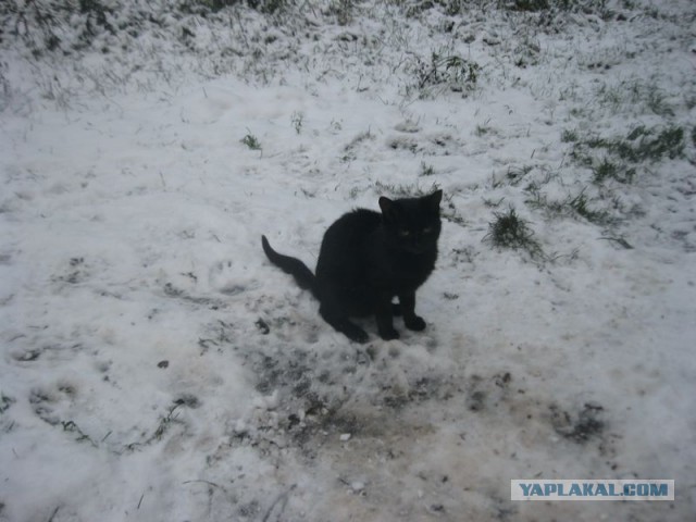 Жизнь домашнего приюта для котеек 421