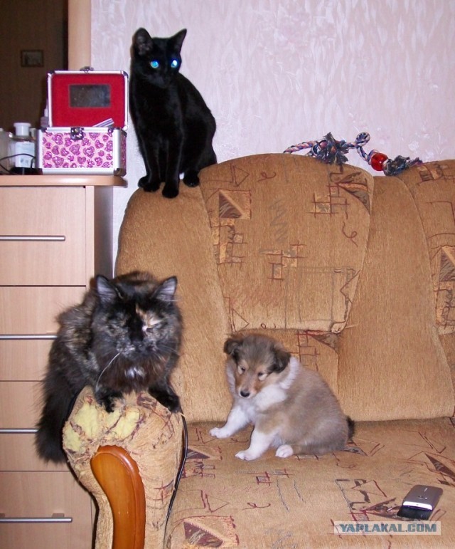 Котовторник  19.03.2013