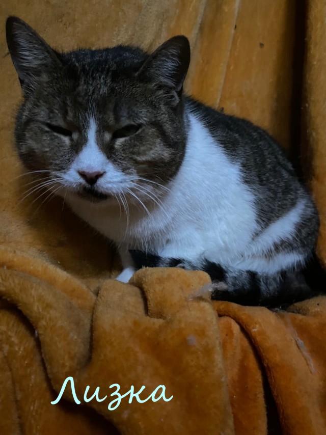 Жизнь домашнего приюта "Котоленд" 372