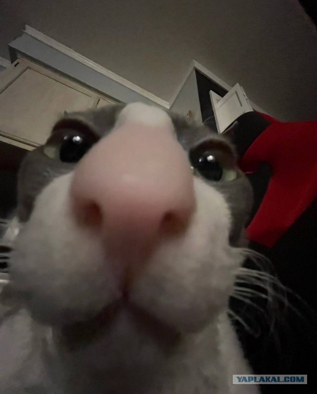 Коточетверг!