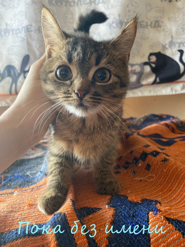 Жизнь домашнего приюта "Котоленд" 378