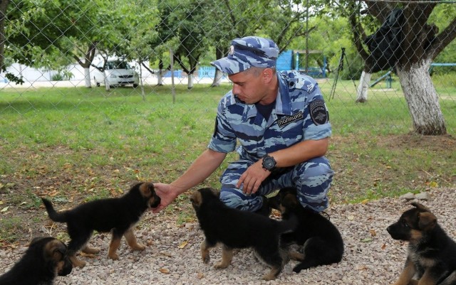 Подборка служебных собак