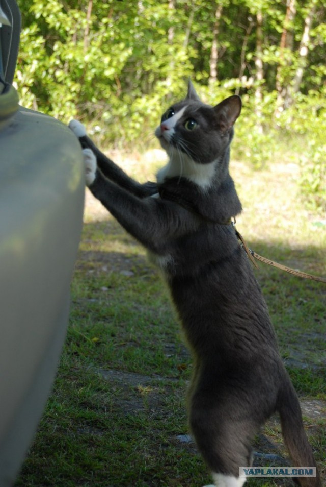 Котовторник 09.04.2013